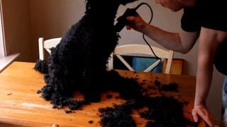 Grooming a Spanish Water Dog [upl. by Mic]