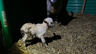 Surprise Baby Goat Saved [upl. by Corbin216]