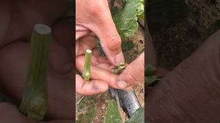 Grafting 🌿agriculture gardening homegarden shortsfeed shortsviral tree garden farming [upl. by Okemak]