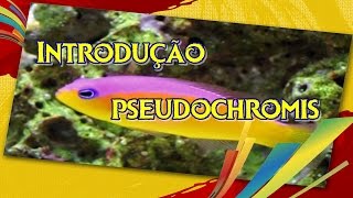 Introdução novo peixe  Aquario Marinho  AcquaReef [upl. by Adiol513]