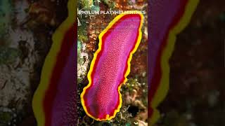 PHYLUM PLATYHELMINTHES shorts biology [upl. by Raveaux325]