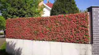 SUNWING artificial hedges screening to fit any fence or railings [upl. by Glorianna]