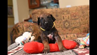 Rhodesian Ridgeback Puppy  Rocky  Found his forever home [upl. by Stevie547]