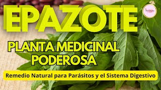 DOCUMENTAL EPAZOTE Planta Medicinal Usos Usos y Beneficios para la SALUD [upl. by Yhtuv]