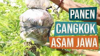 Panen Cangkokan Bahan Bonsai Asam Jawa Tamarindus Indica [upl. by Argyle676]