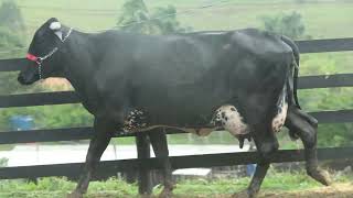 ✅LOTE 23  1º LEILÃO VIRTUAL FAZENDA CÓRREGO DAS PEROBAS 17112024 DOMINGO ÀS 17 HORAS [upl. by Airotel]