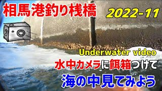 相馬港釣り桟橋 釣りポイントから１１月の海の中をご案内させていただきます。トラブルあり魚あり！見どころ満載です underwater video [upl. by Irmina]