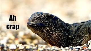 Ozzy Man Reviews Iguana vs Snakes  Planet Earth 2 [upl. by Caroline]