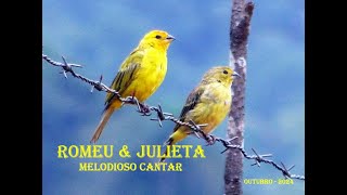 ROMEU E JULIETA  MELODIOSO CANTAR [upl. by Maurene611]