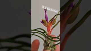 Тилландсия бульбоза tillandsia bulbosa цветение [upl. by Maisel431]