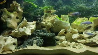 Malawi Cichlids tank 450 liters Jewel Rio 400 [upl. by Farrell]