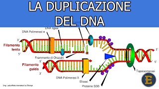 44 La Duplicazione del DNA 2 minuti [upl. by Eisned622]