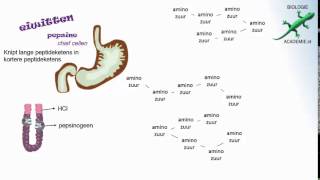 Voeding en vertering  eiwitten [upl. by Eneleh]