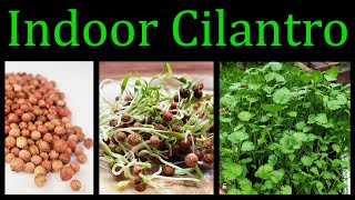 How To Grow Cilantro Coriander Indoors  The Definitive Guide [upl. by Eceinart403]