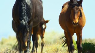 Brutal Stallion Mating Fight  4K UHD  Planet Earth II  BBC Earth [upl. by Adeline]