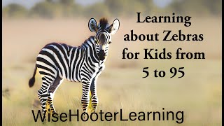 Learning about Zebras for kids from 5 to 95 [upl. by Bear]