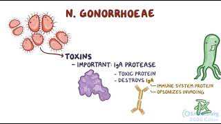 Neisseria Gonnorhea  Osmosis [upl. by Merideth]