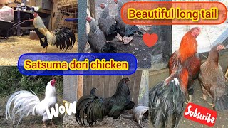 Satsuma Dori chicken breed  satsuma Dori game fowl  satsuma Dori 🐓  long tail chicken 🐔 [upl. by Berkow]