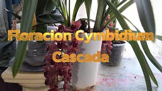 Floración de Cymbidium Cascada [upl. by Ennovehc351]