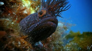 Documentário traz imagens do oceano como você nunca viu [upl. by Naillij]