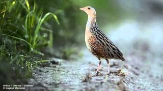 derkacz  Crex crex  Corncrake [upl. by Efal]