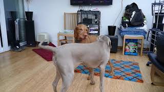 Weimaraner vs Vizsla play fight [upl. by Airod]