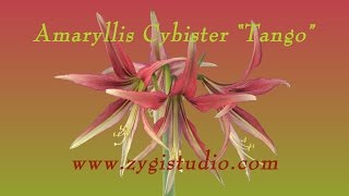 Timelapse of opening amaryllis Cybister quotTangoquot [upl. by Bach]