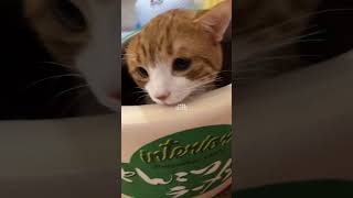 Cup noodles doudou catlover orangecat cat [upl. by Aromat]