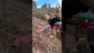 Picking Fiddlehead Ferns of Hillside satisfying RomFarm [upl. by Eedyaj]