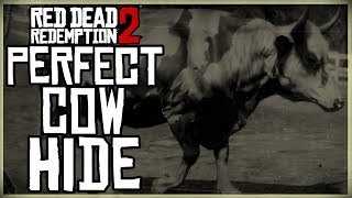 HOW TO GET A PERFECT COW HIDE  RED DEAD REDEMPTION 2 PRISTINE COW HUNT [upl. by Sairahcaz267]