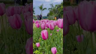 Tulip Festival In Delhi tulips delhi beautiful nature [upl. by Roberta]