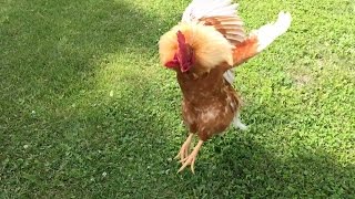 Dennis the Rooster attacks [upl. by Hessler632]