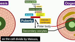 Oogenesis Animation [upl. by Ybok]