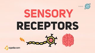 Sensory Receptors Physiology  Basic Introduction to CNS and PNS [upl. by Losyram818]