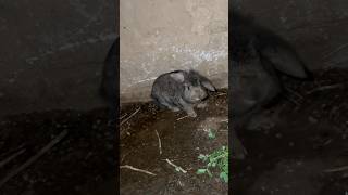 Humra pyara Sa rabbits 🐰😉subcribe animals rabbit villagelife [upl. by Anahsohs623]