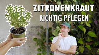 DIESE Zitronenkraut Pflegetipps MUSST du kennen Zitronenverbene 🍋  Aloysia citrodora [upl. by Raskin]