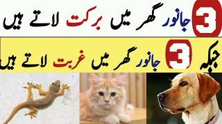 3 Janwar Ghar Main Dolat Latay Hai Jabke 3 Janwar Ghar Main Gurbat Latay hai [upl. by Tremaine]