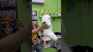 Blue Eyes Persian Cat Sell Low Price pets cat kitten persiancat shorts [upl. by Stochmal]