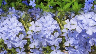 Plumbago plant care tips  winter care tips  full information [upl. by Tteraj]