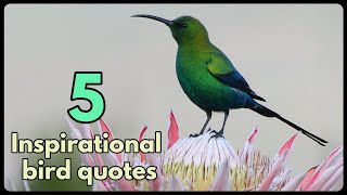 5 INSPIRATIONAL BIRD QUOTES  part 1 [upl. by Lowenstein]