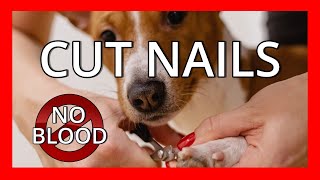 Cutting Dog Nails Perfect Every Time [upl. by Eniledam]