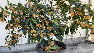 秋天盛开的盆栽丹桂Osmanthus fragrant Aurantiacus in Container [upl. by Namruht]