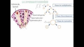 03la spermatogenèse [upl. by Ahusoj951]