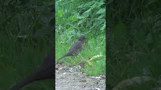 Ring Ouzel UK Wildlife [upl. by Alisia]