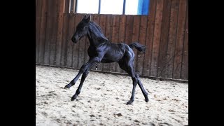 10 days old Friesian horse filly Jildou at the inside arena so cute [upl. by Akcinehs]