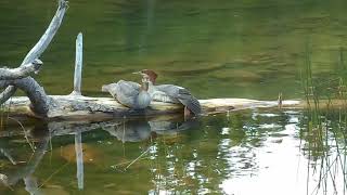 Merganser ducks at Jordan Pond Acadia National Park Maine [upl. by Gillespie]