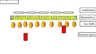 Glomerular Filtration [upl. by Lyndy395]