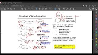 L79 CATECHOLAMINES [upl. by Lebezej]