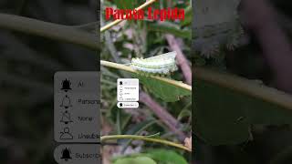 Dangerous worm Parasa Lepida butterfly larva pets pesticides insects transformation [upl. by Ursula379]