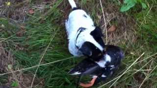 Parson russell terrier hunting training – bringing wild ducks from the water [upl. by Notsle]